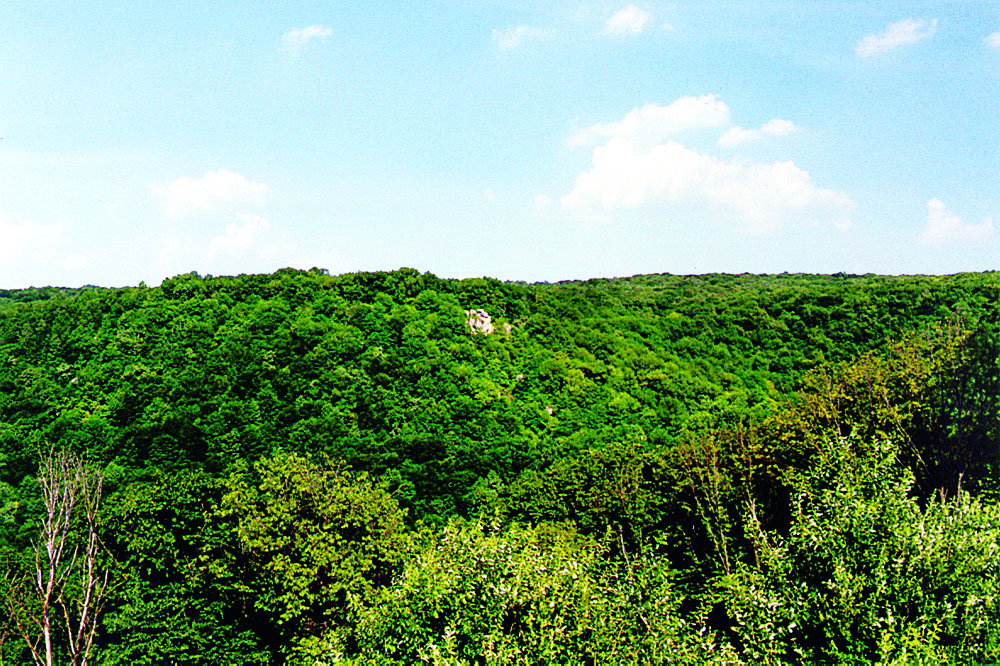 Княжпільський заказник